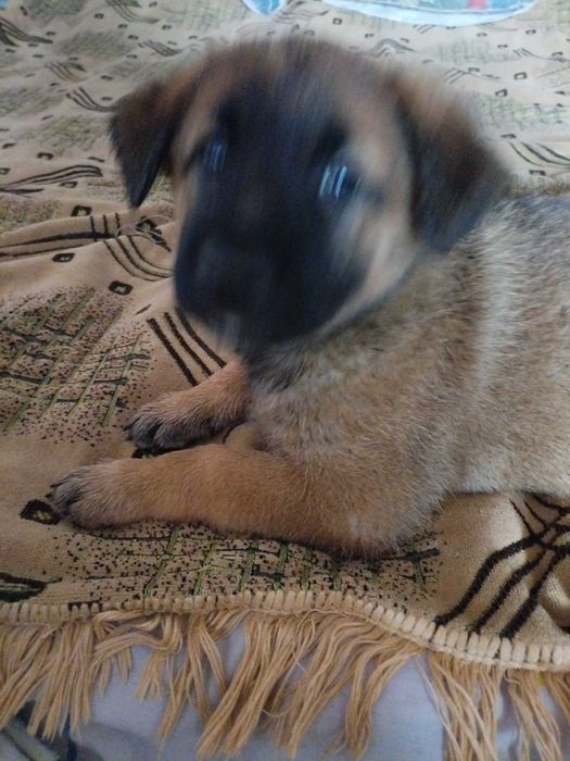 отдам в добрые руки