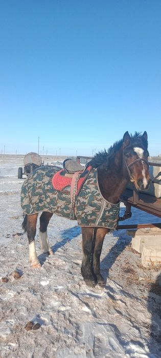 Продам жеребца 3 года