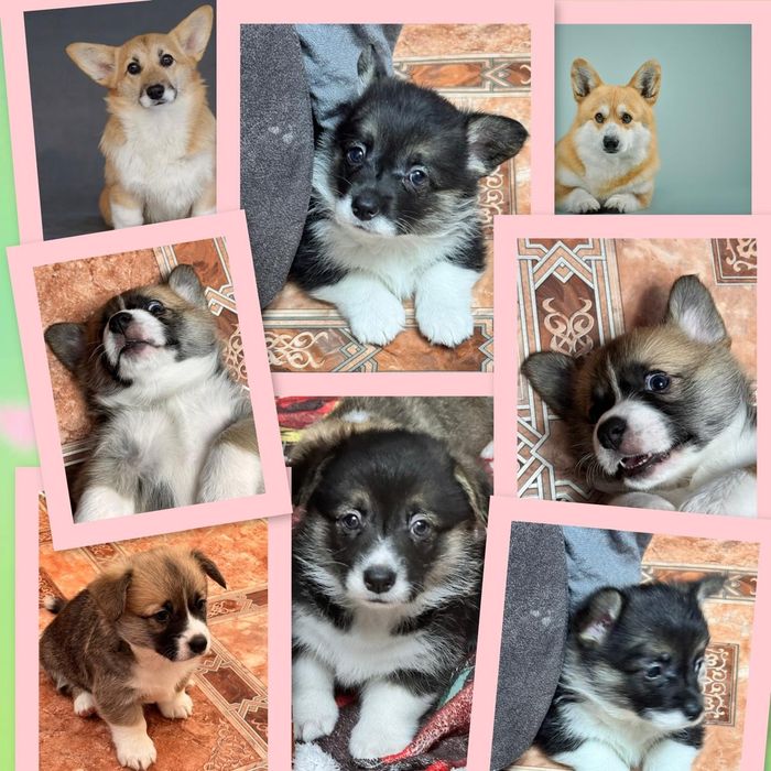 Продам щенков породы корги