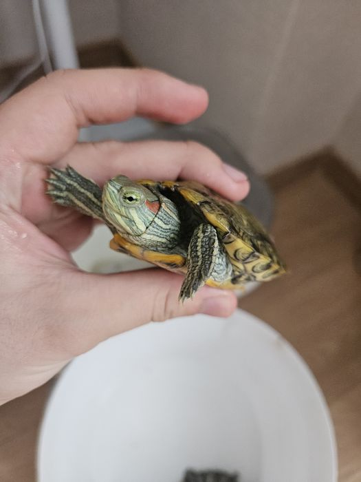 Продаю 2 красноухих черепах