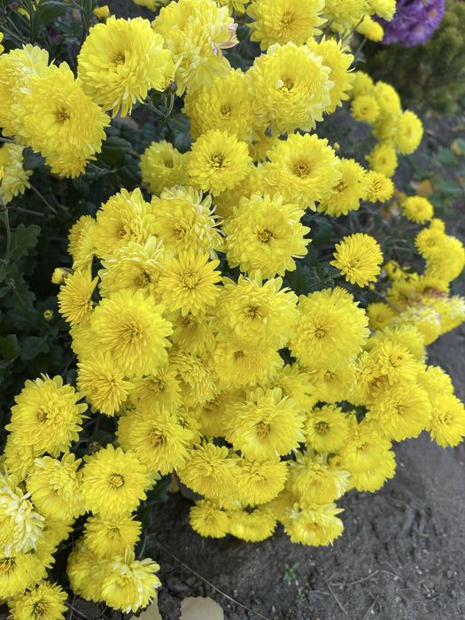 Многолетие цветы и кустарники