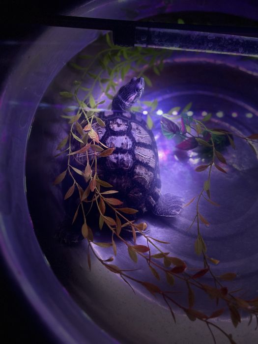 Отдам красноухую черппашку в добрые руки