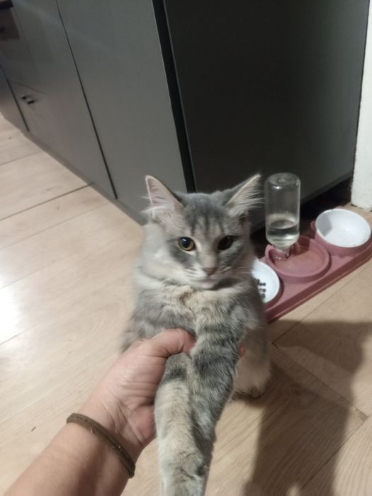 Продам кошку по имени Кыся