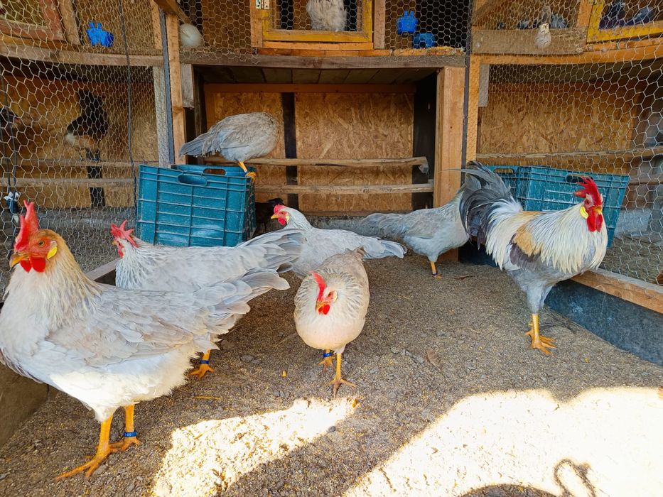 Ouă incubat găini italiană perlata