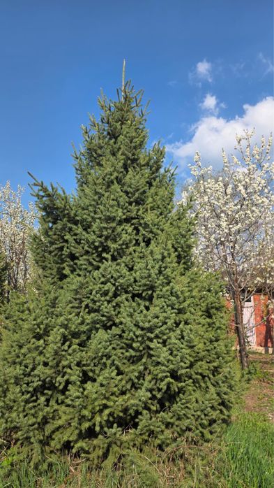 Молодые пушистые ёлки