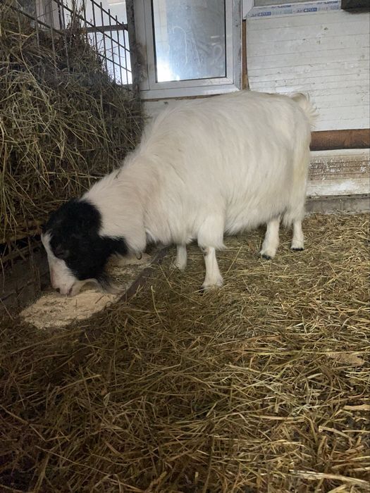 Capre de rasa spaniola gestanta