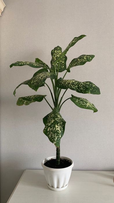 Комнатные цветы, растения