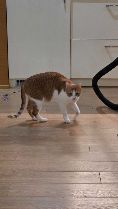 Подарявам Котка