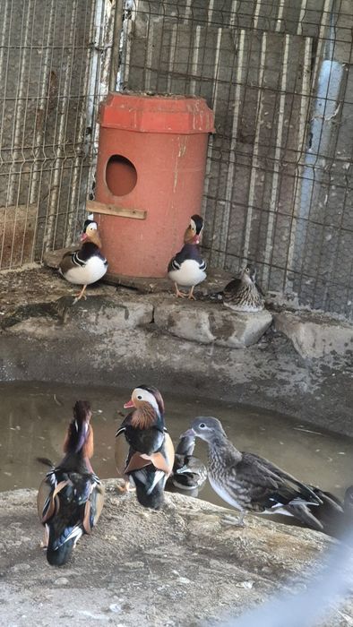 Vand rațe mandarin