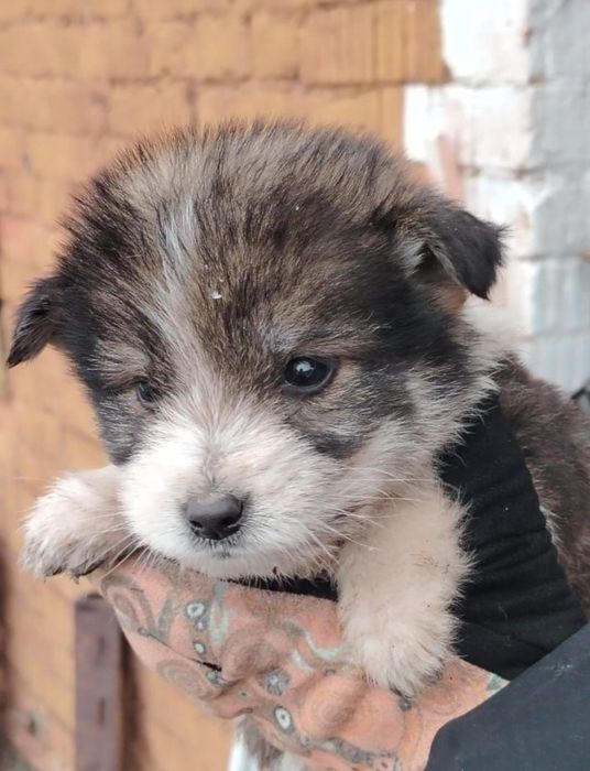 Отдам щенка 2 месяца