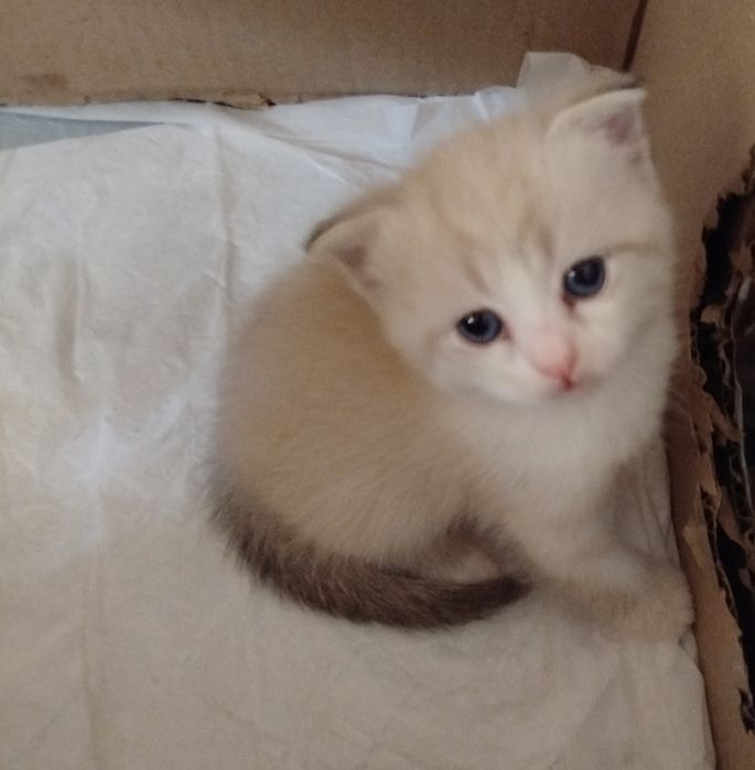 Mushu bolasi sotiladi