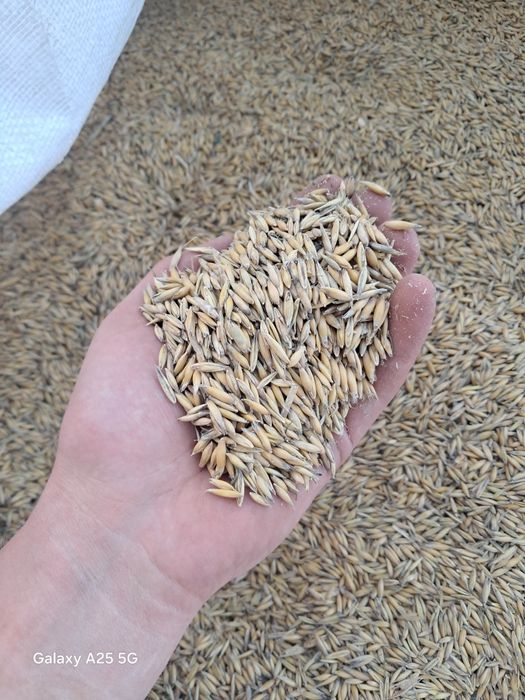 Vând ovăz producție 2025