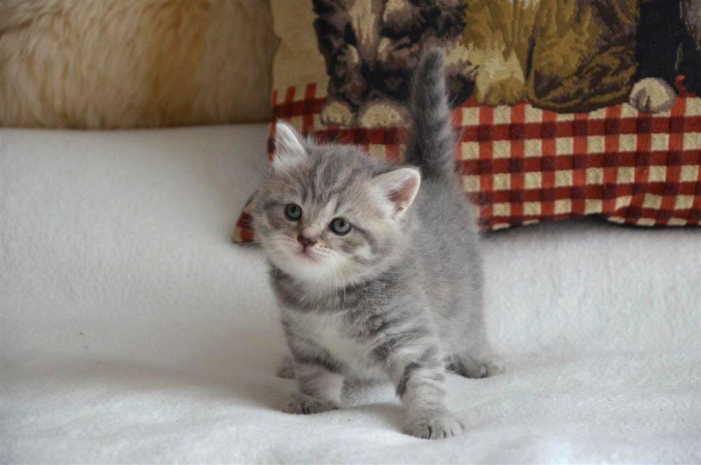 Шотланские котята.Приучены.