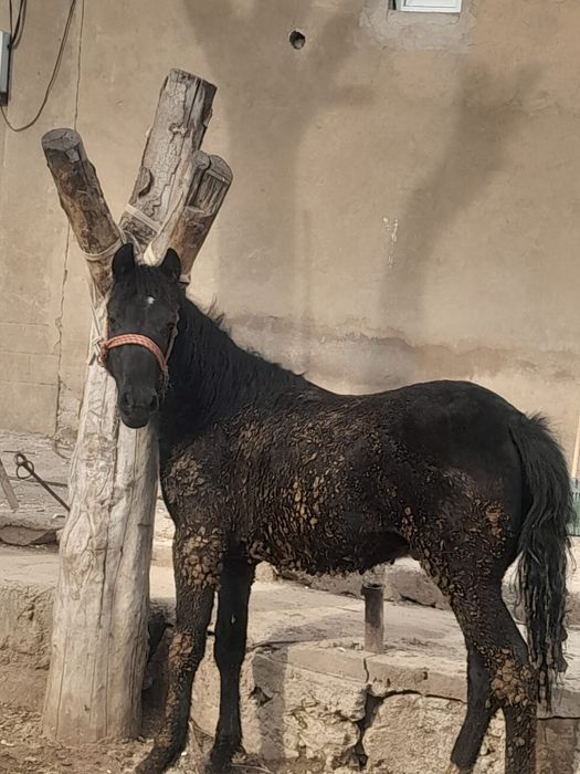 Тай саиылады парода