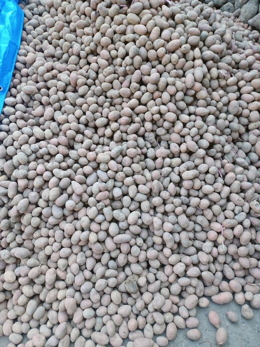 Cartofi pentru animale