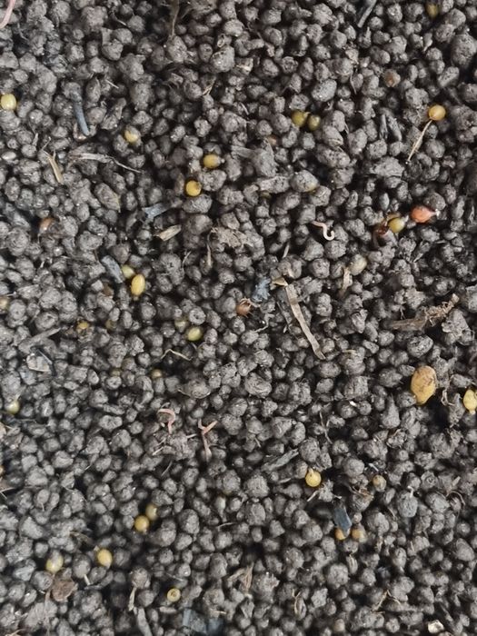 Коконы червя дендробена.