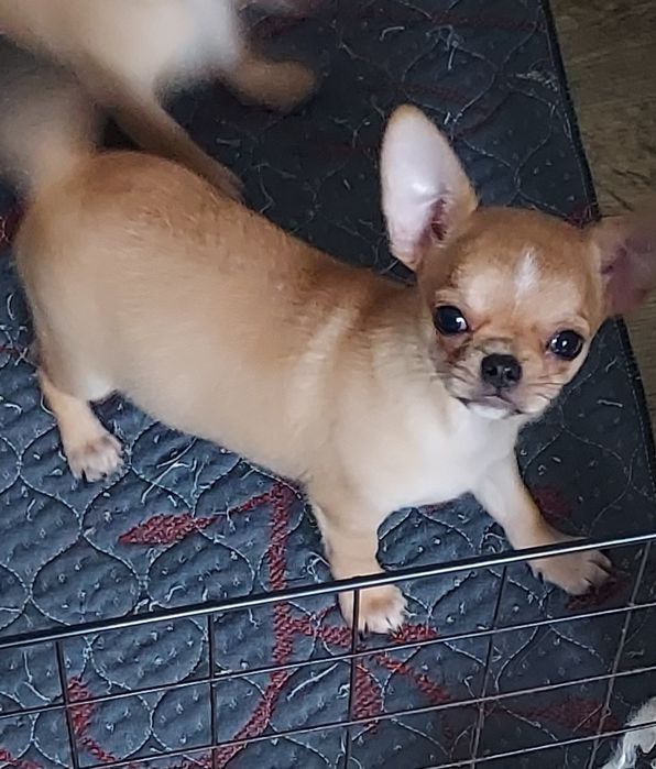 Продаю щенков чихуахуа
