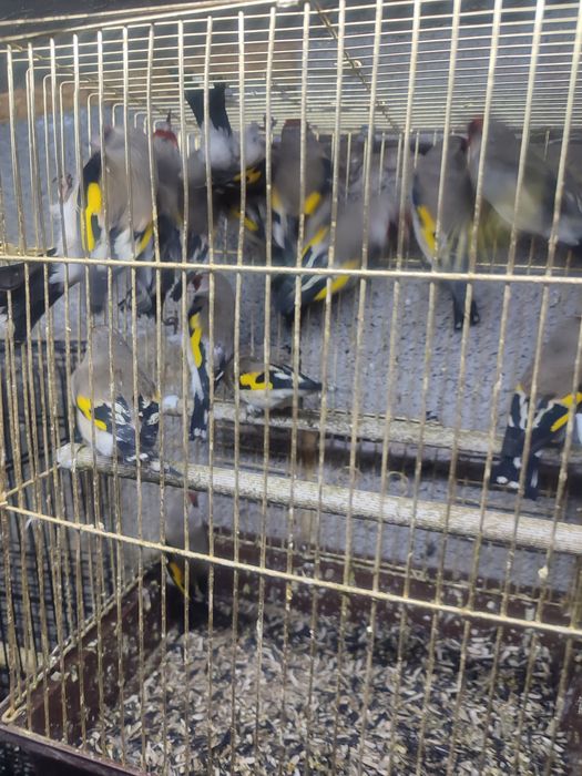 ПРОДАМ СРОЧНО  зимники и летники