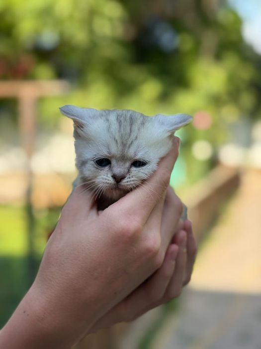 Британские котята  с родословной