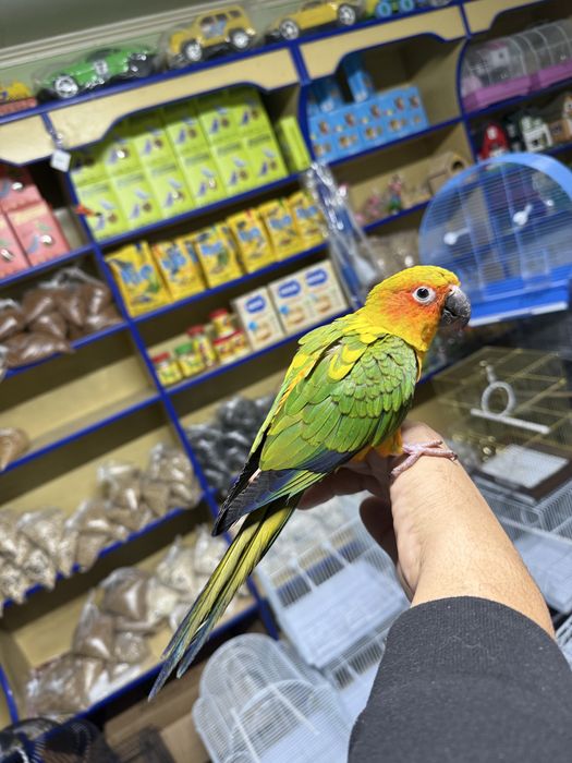 Попугай солнечная аратинга