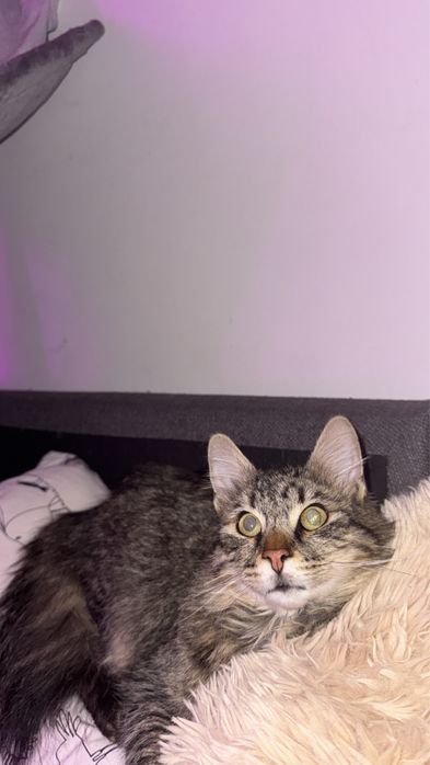 Рошаво момче търси своите Осиновители