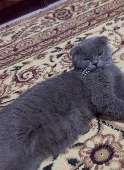 Mushuk sotiladi olmoqchi bulganlar yozamiz