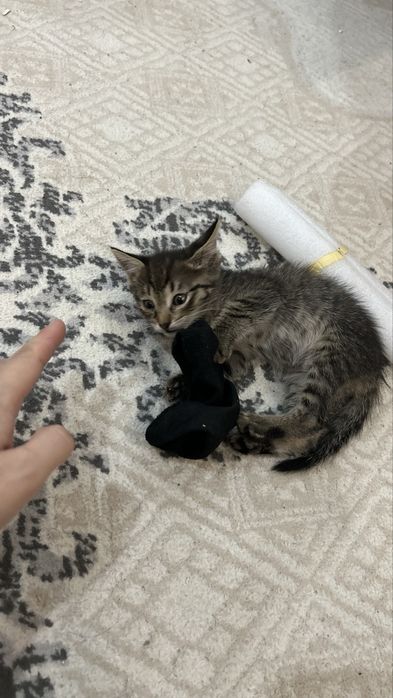 Котенок мальчик серый отдам в хорошие руки
