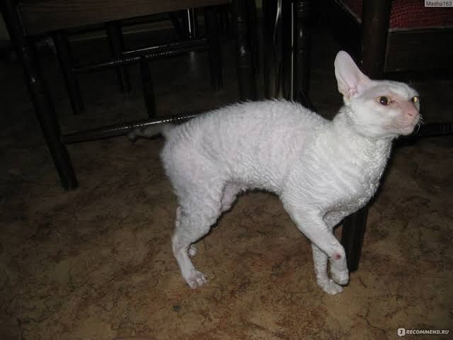 Отдам кошек в хорошие руки