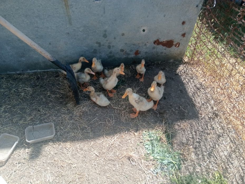 Утка сатлат жаксы каралган