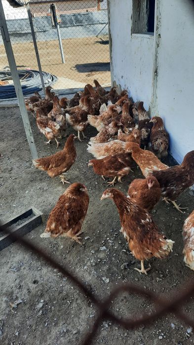 Тауықтар сатылады