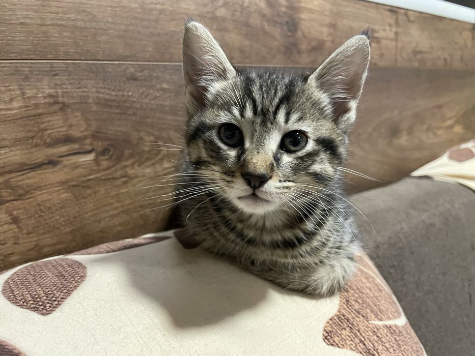 Котенца за подаряване