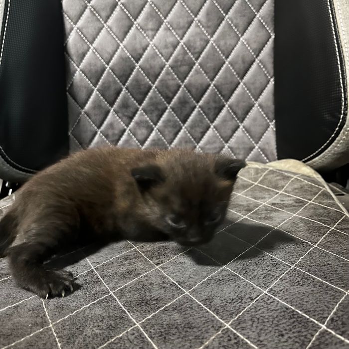 вислоухие котята
