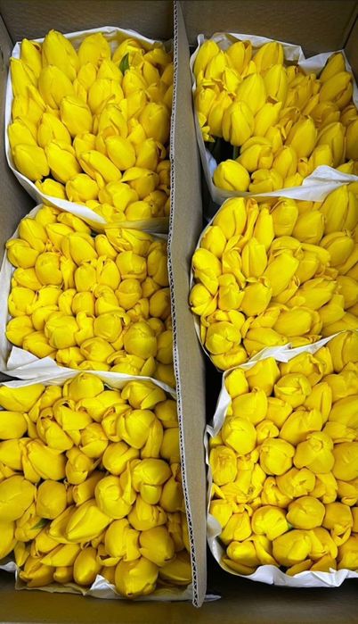 Огромные тюльпаны 300шт продам по 500