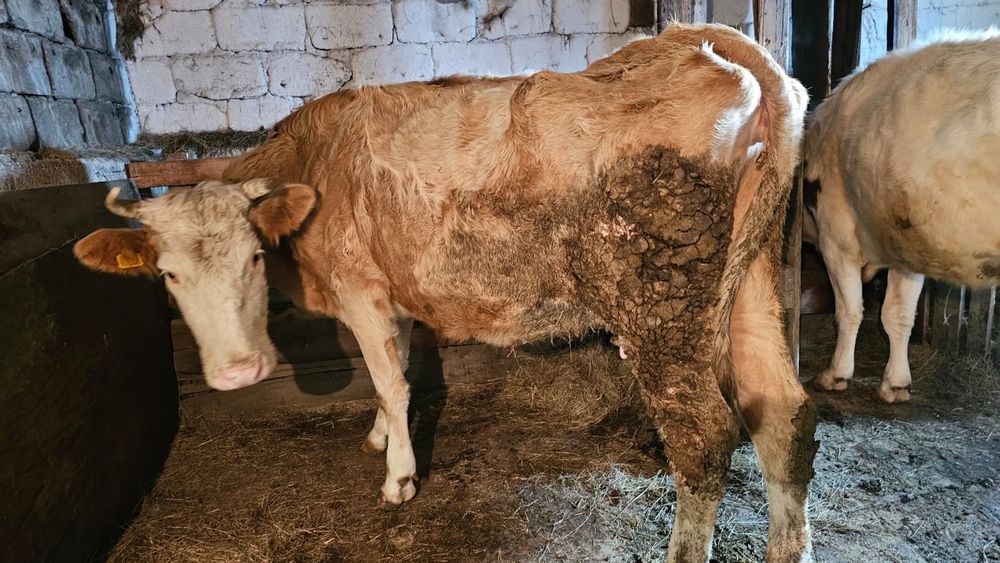 Продам дойных коров и телят