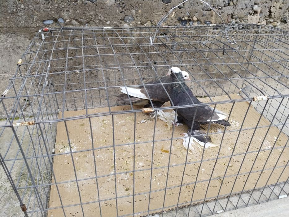 Голуби пара албаши