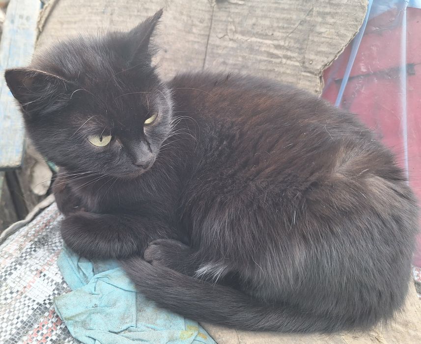 дарю кошечку двух лет