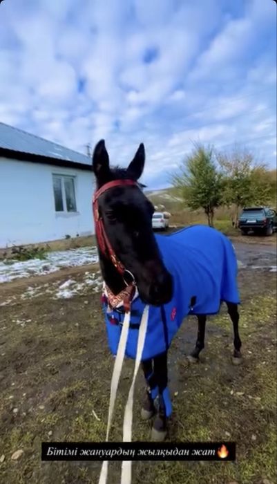 Таза қанды 2жасар