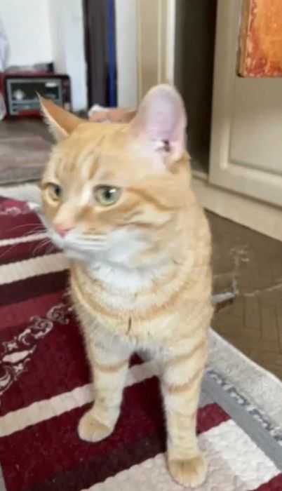 Рыжий котик ищет дом