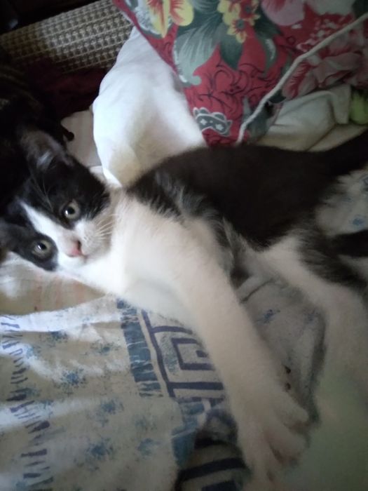 Котёнок в добрые руки.