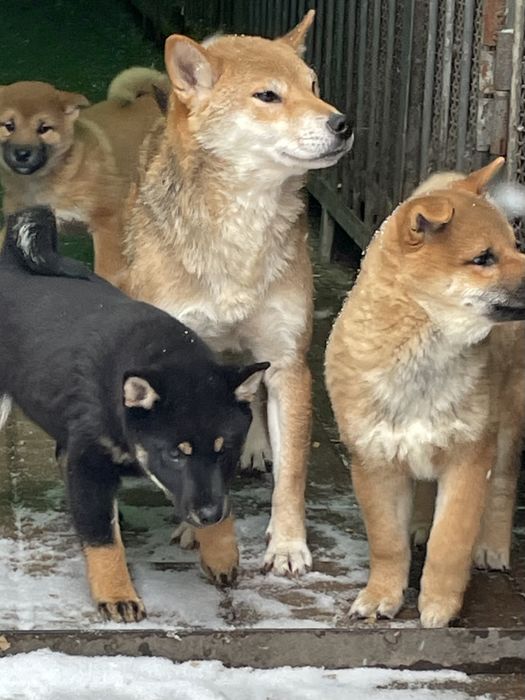 Японские сиба ину
