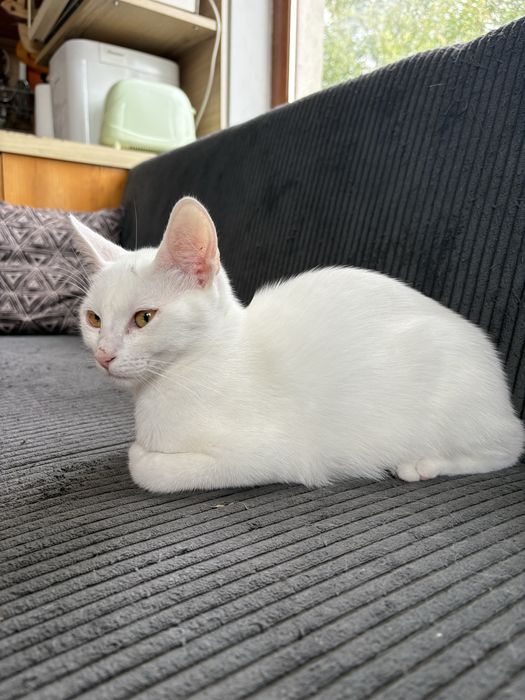 Малко бяло  коте