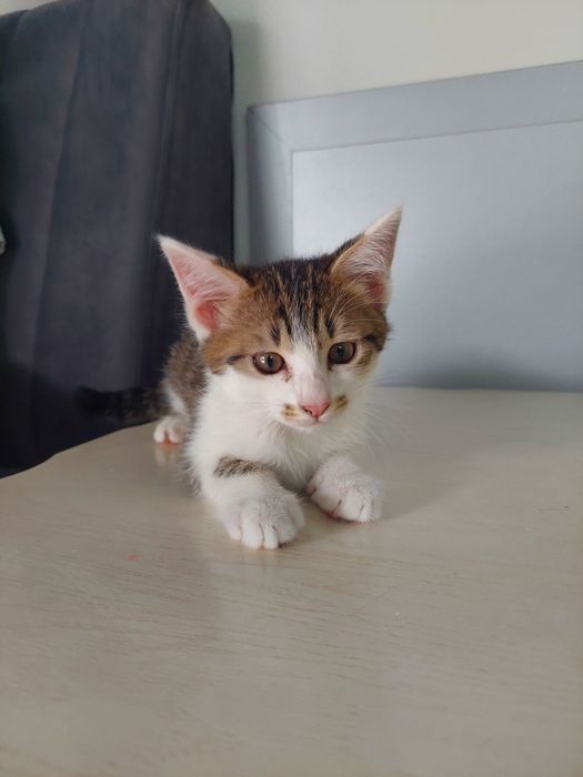 Котенок мальчик 2 месяца