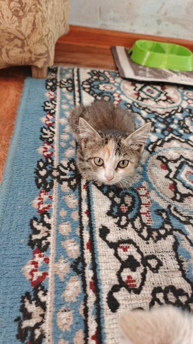 Котёнок в добрые руки, очень ласковые