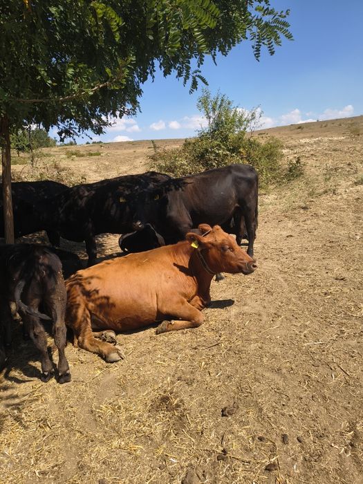 Vand 10 vaci angus ,8 sunt cu vitei