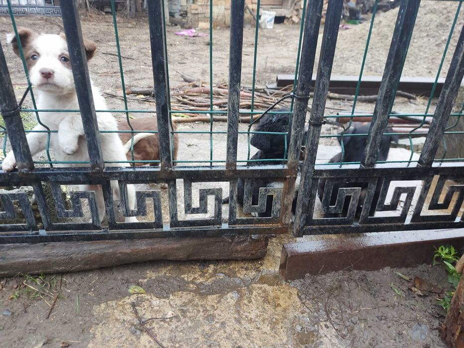 Donez catelusi jucausi