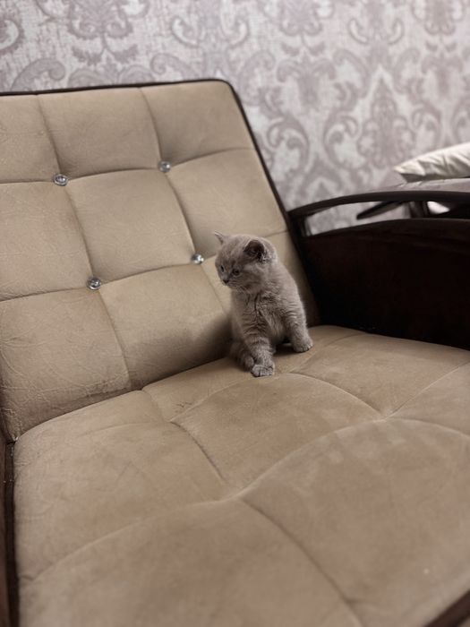 Срочно продается скоттиш страйт девочка