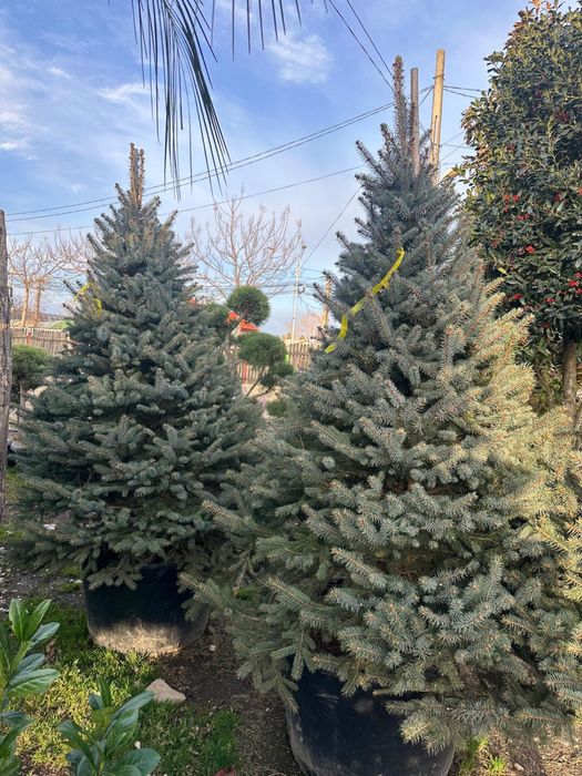 Brazi la ghiveci / Brad