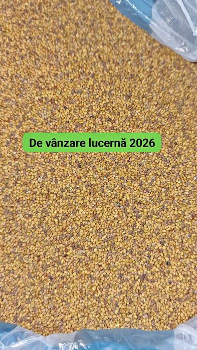 Seminte lucerna 2026