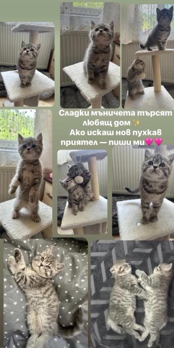 Британски чинчили