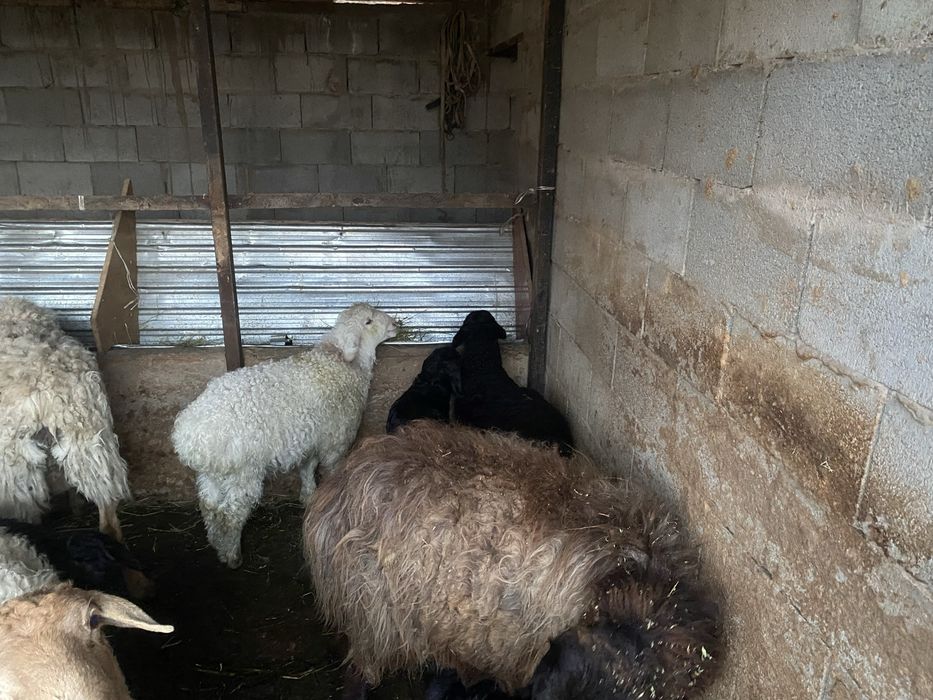 Продается бараны с ягненком